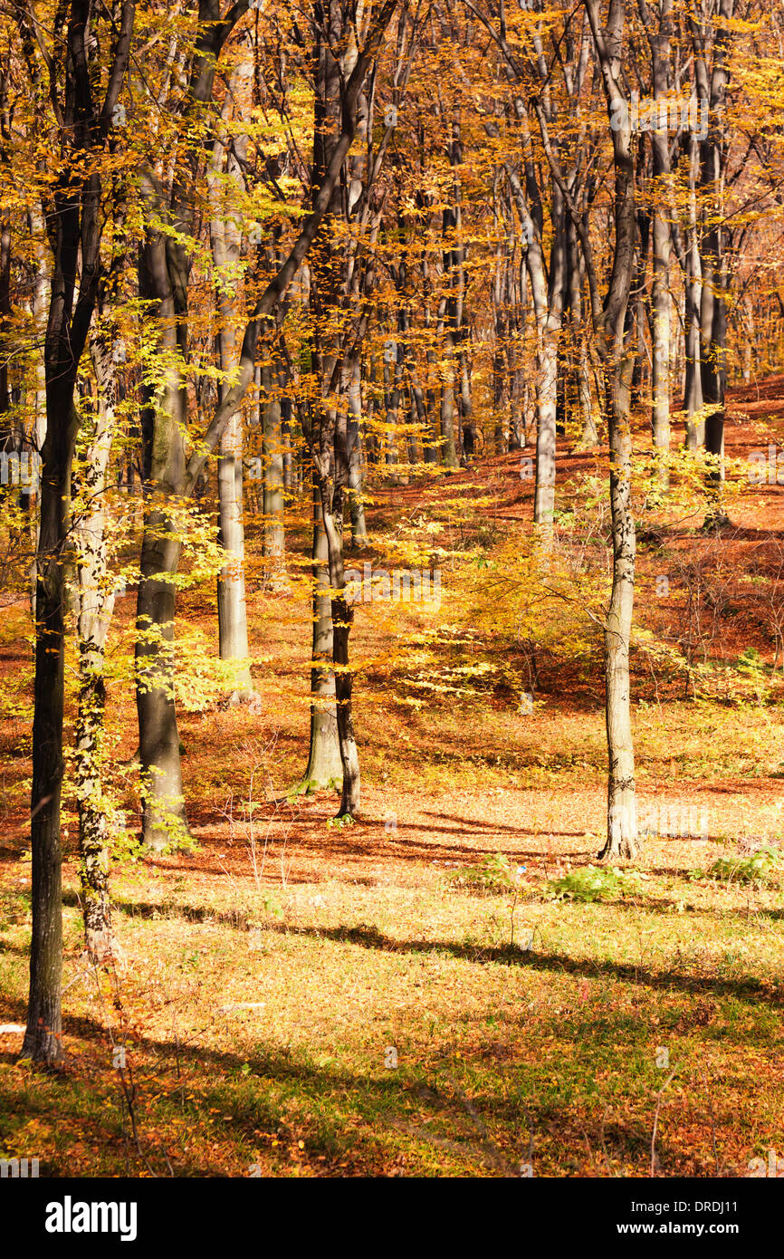Beech forest in october hi-res stock photography and images - Alamy