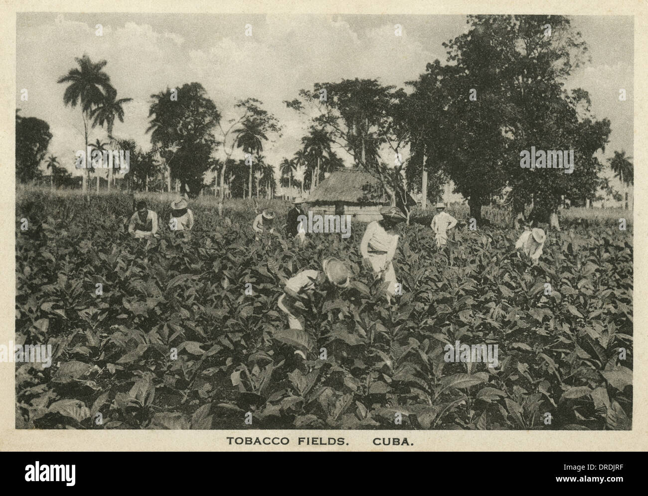 Tobacco Fields, Cuba Stock Photo - Alamy