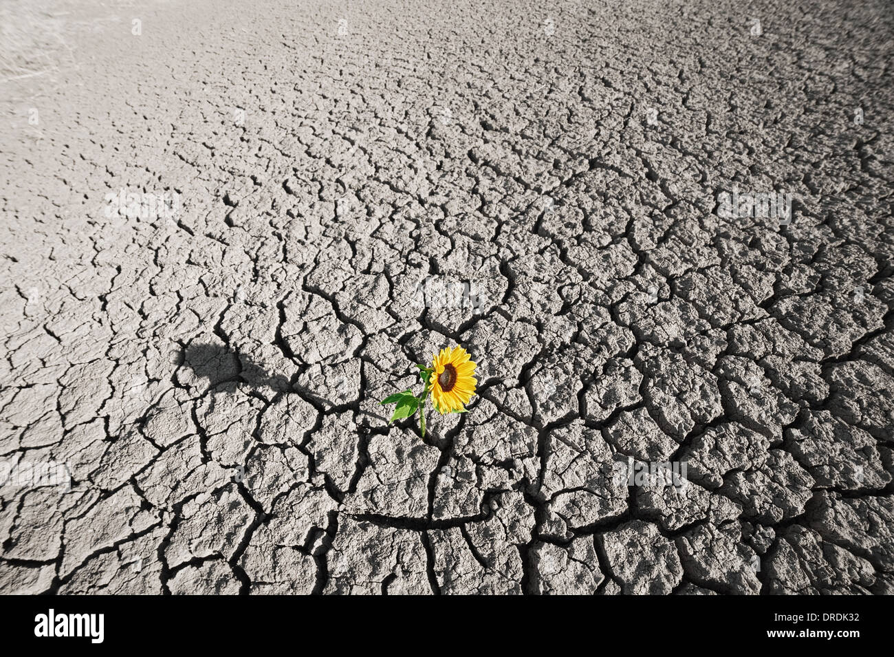 dry soil of a barren land and single growing plant Stock Photo Alamy