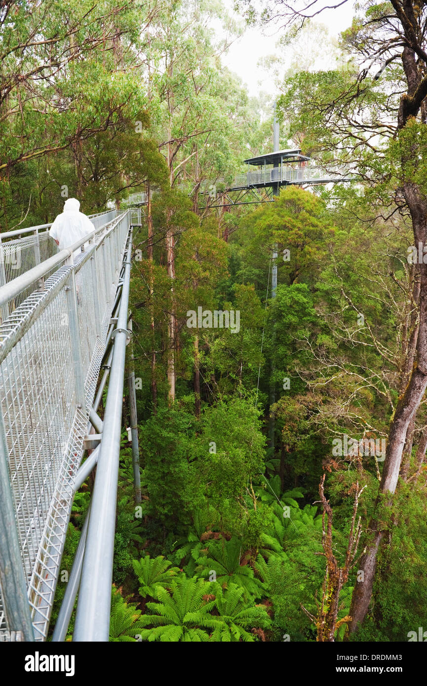 The steel walkway Otway Fly in the Rainforest up to 30 meters above ground level,Great Ocean Road, Australia Stock Photo