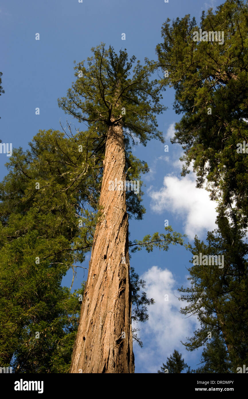 Redwood tree forest in Mendocino County, California Stock Photo