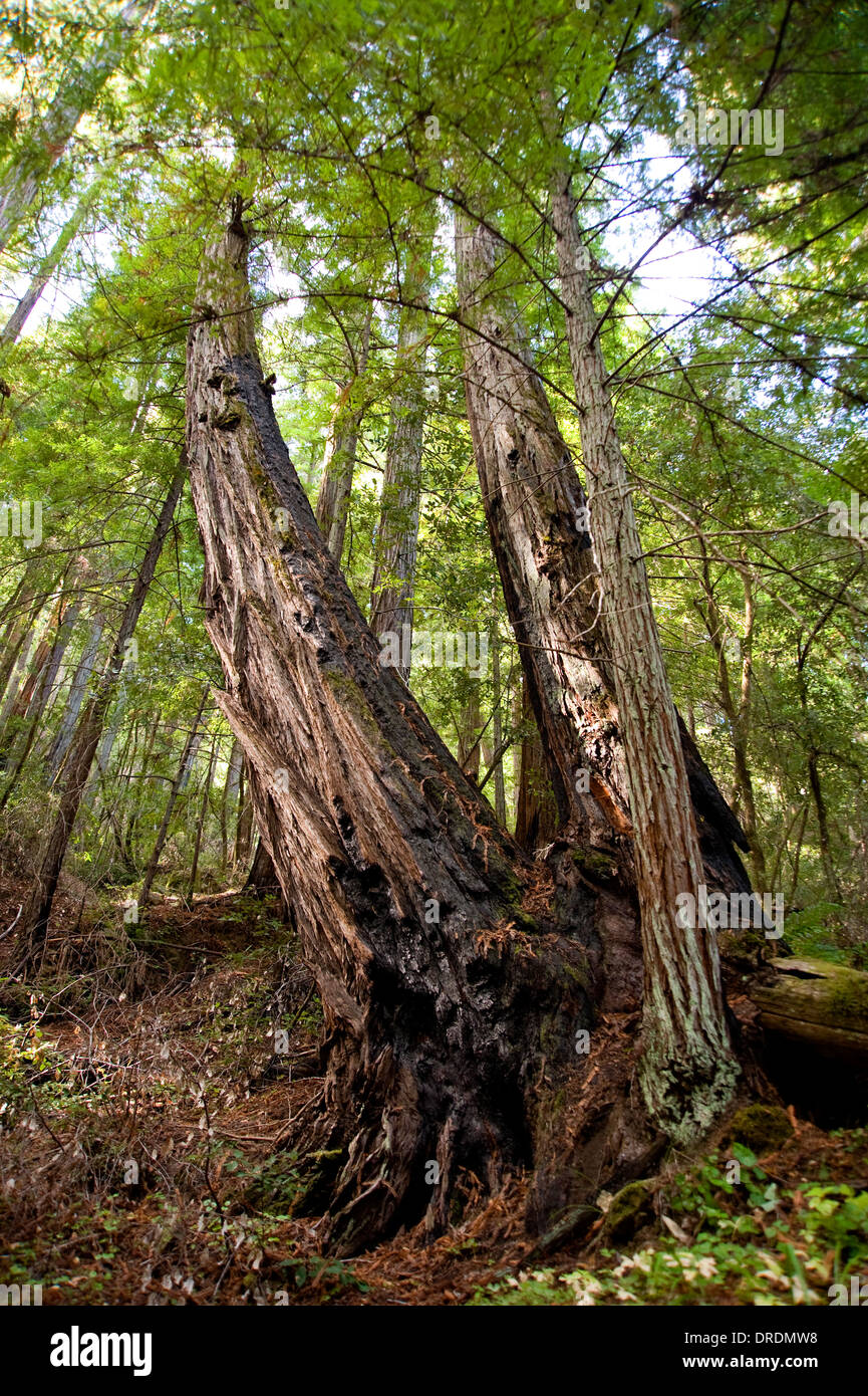 Redwood tree forest in Mendocino County, California Stock Photo