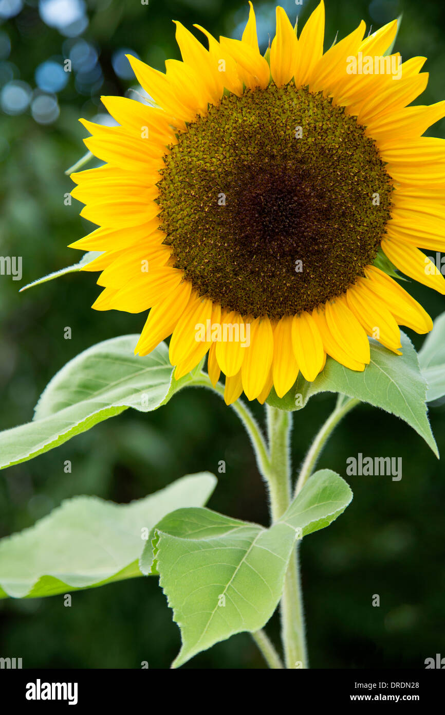 Oregon sunflower hires stock photography and images Alamy