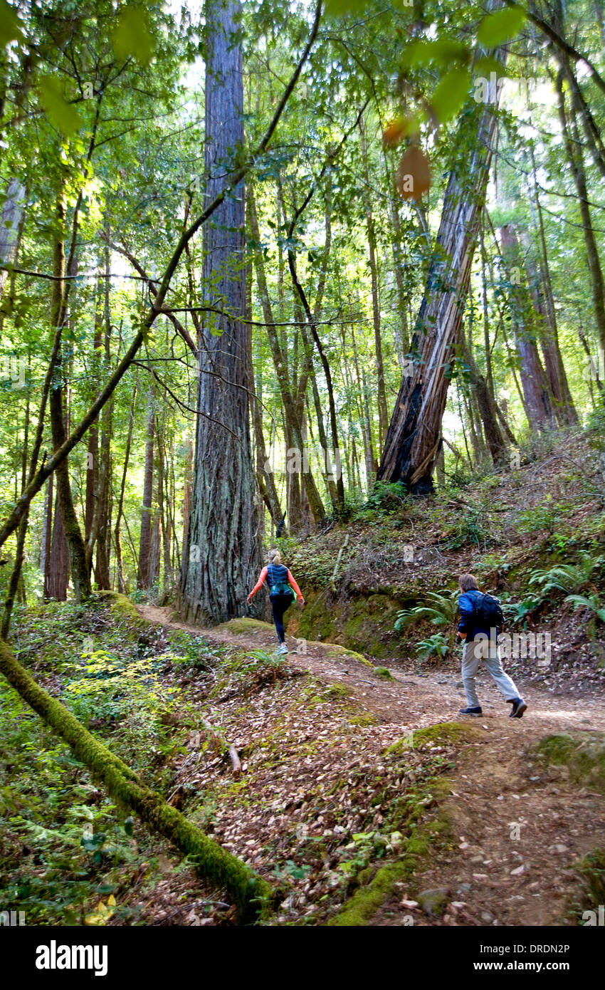 Visitors to redwood tree forest in Mendocino County, California Stock Photo