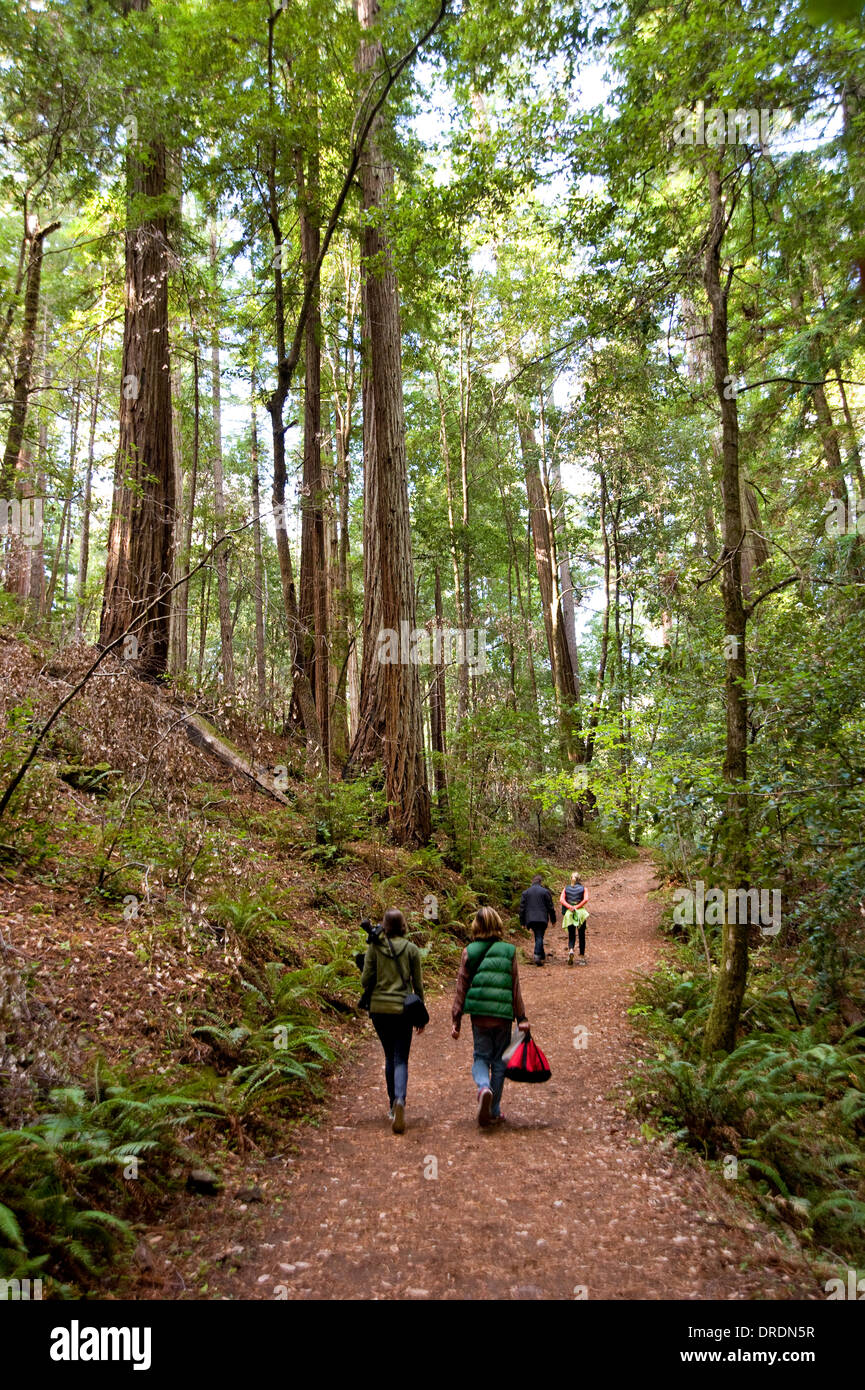 Visitors to redwood tree forest in Mendocino County, California Stock Photo