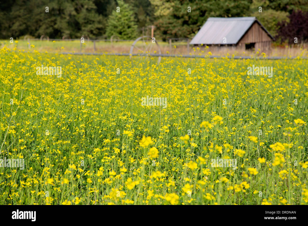 Canola flower field in Oregon Stock Photo