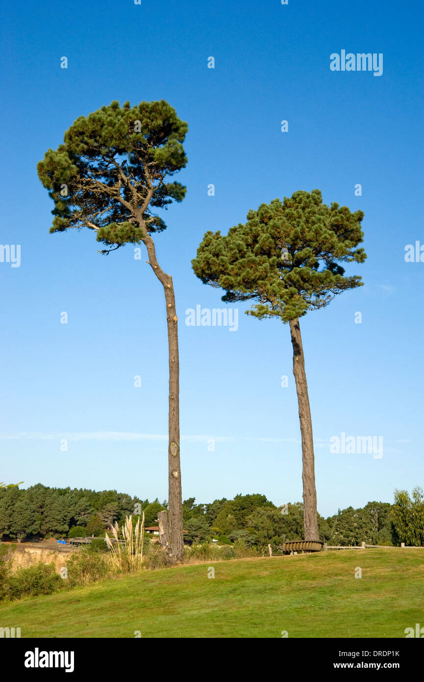 Coastal  trees in Mendocino County, California Stock Photo