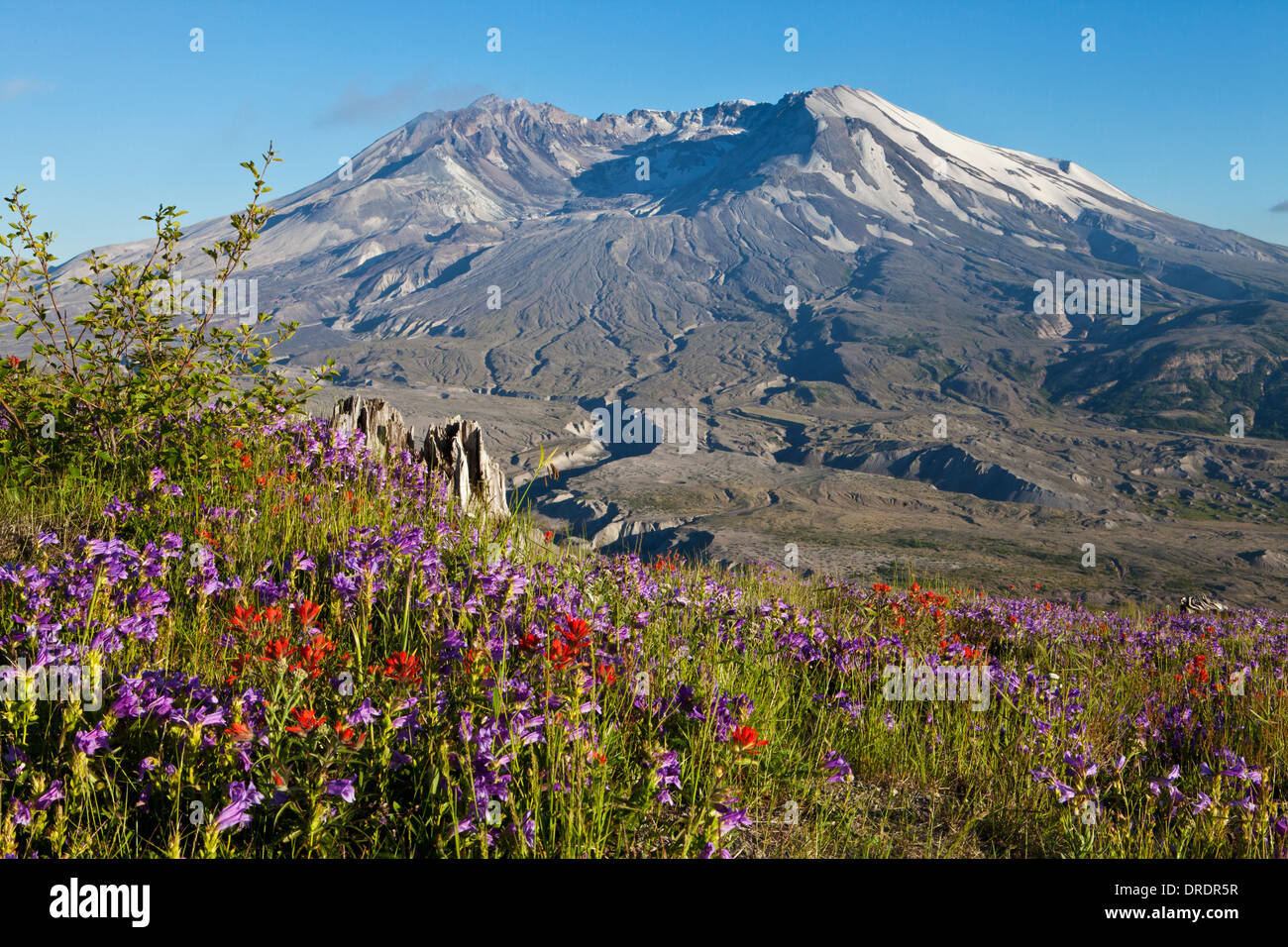 Mount St. Helens above flower meadows on Johnstone Ridge, Mount St. Helens National Volcanic Monument, Washington. Stock Photo