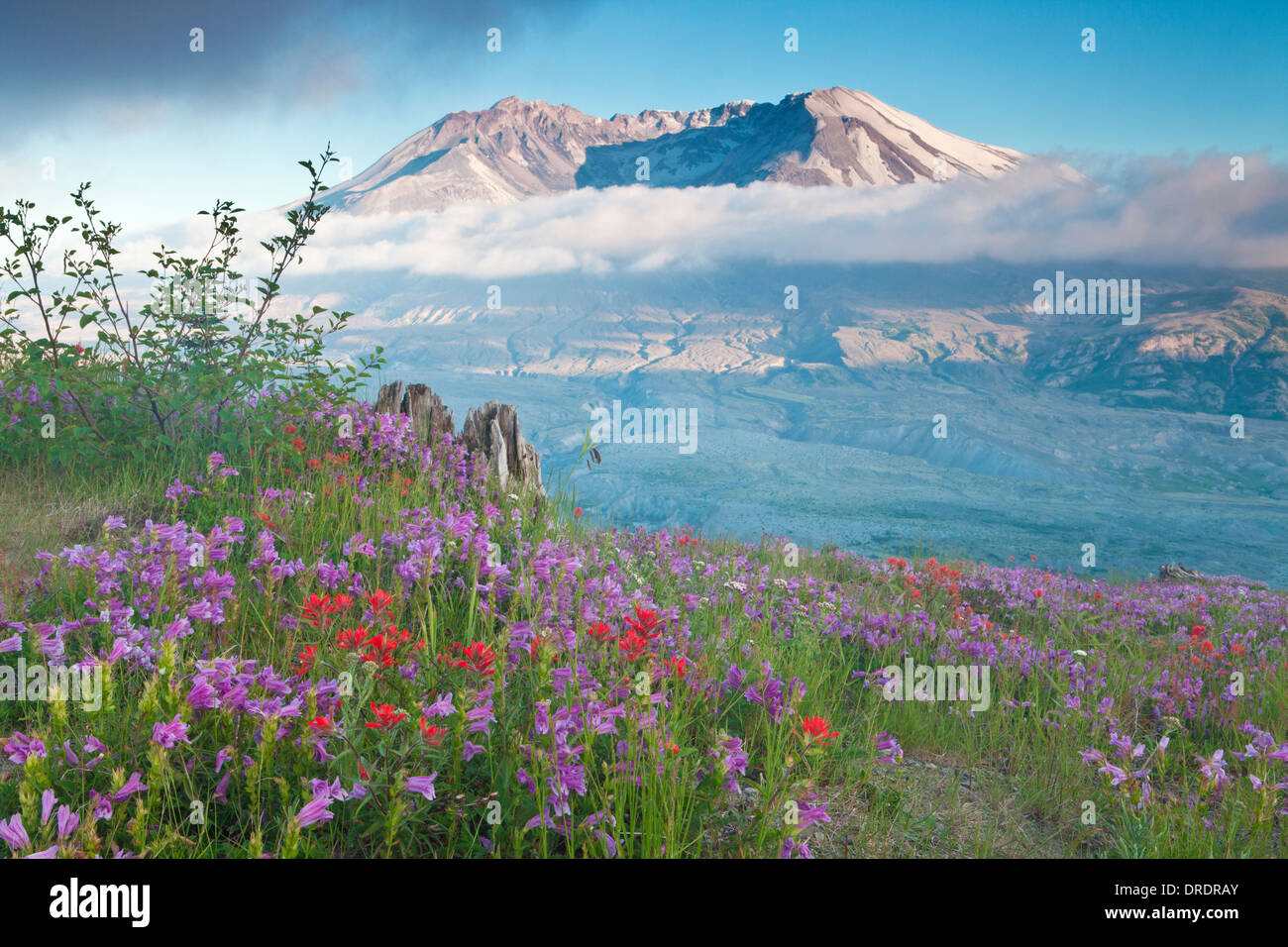 Mount St. Helens above flower meadows on Johnstone Ridge, Mount St