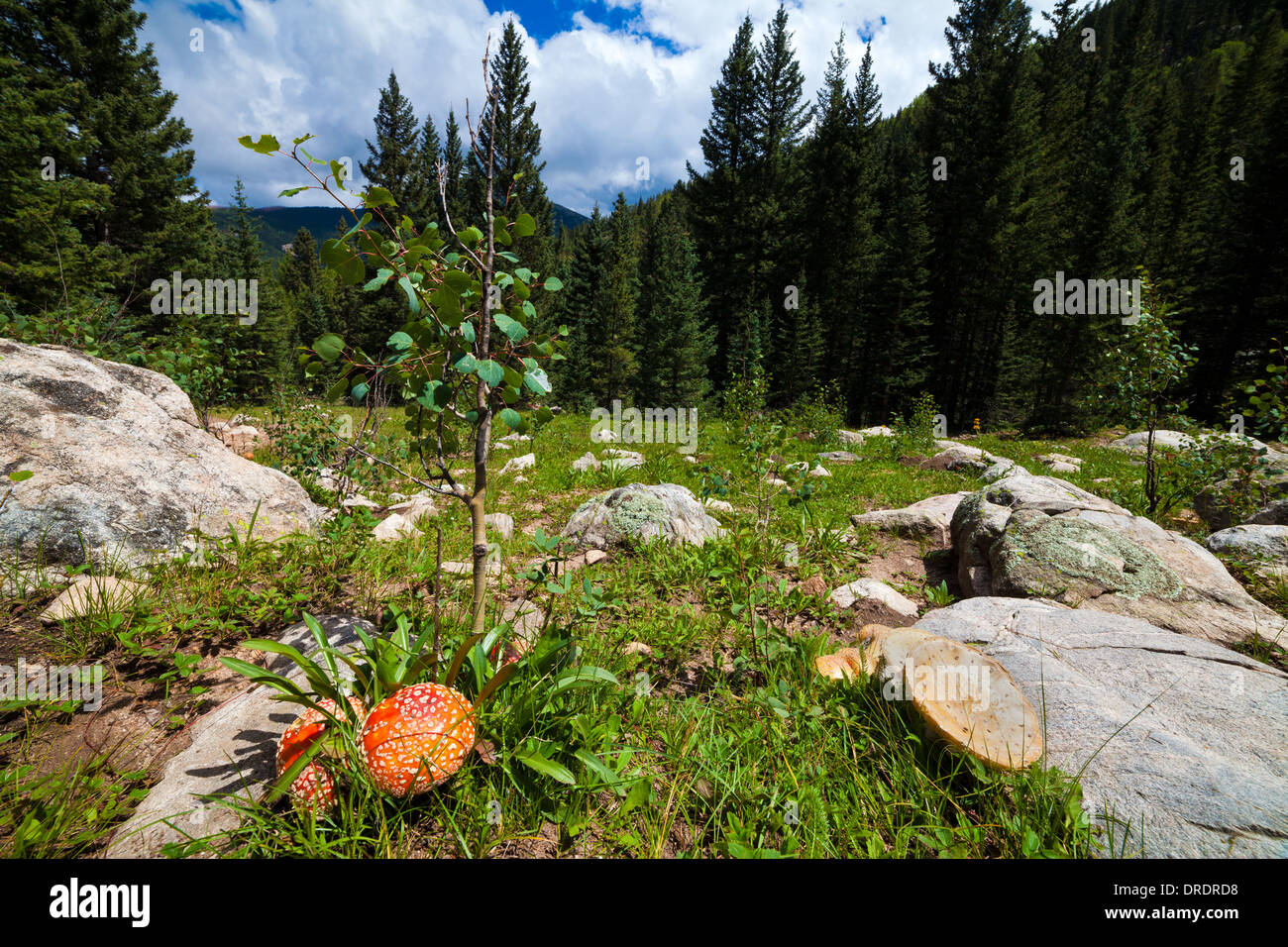 Wild mushrooms (Amanita Muscaria) are growing in a clearing in the Pecos Wilderness outside of Santa Fe, New Mexico. Stock Photo