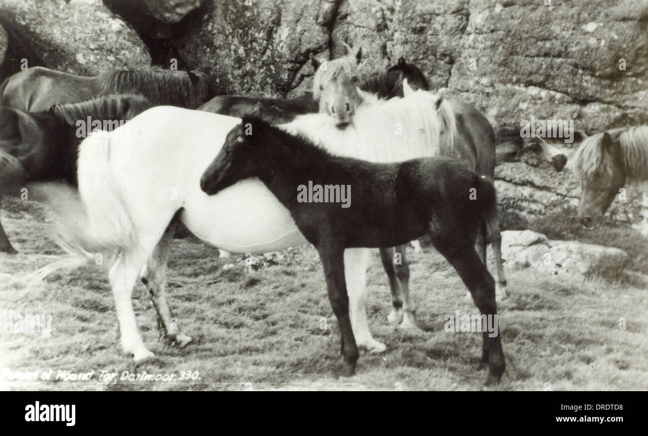 Black and white ponies hires stock photography and images Alamy