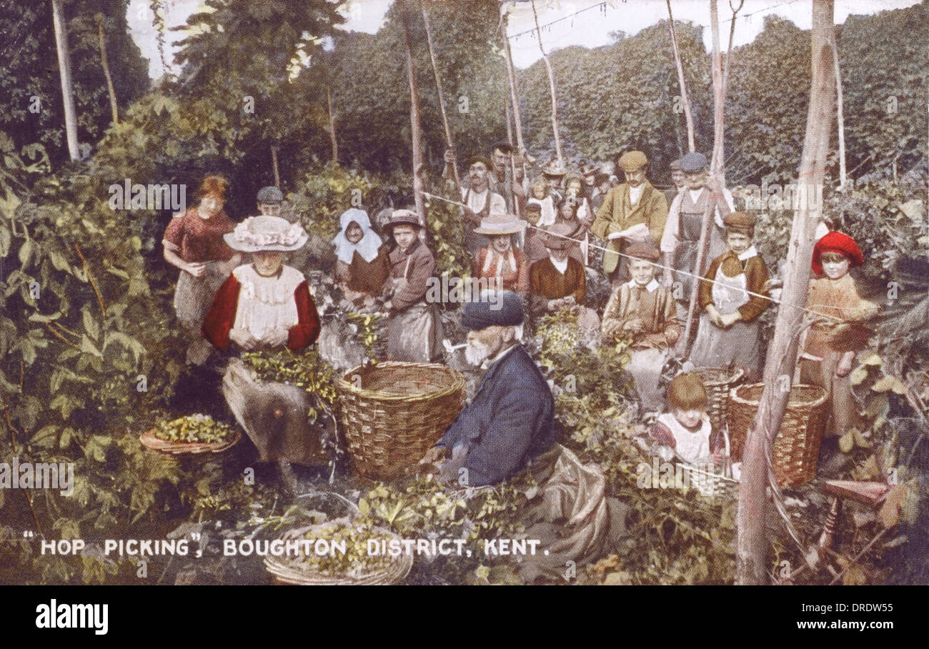 Hop Picking in Kent - Boughton District Stock Photo