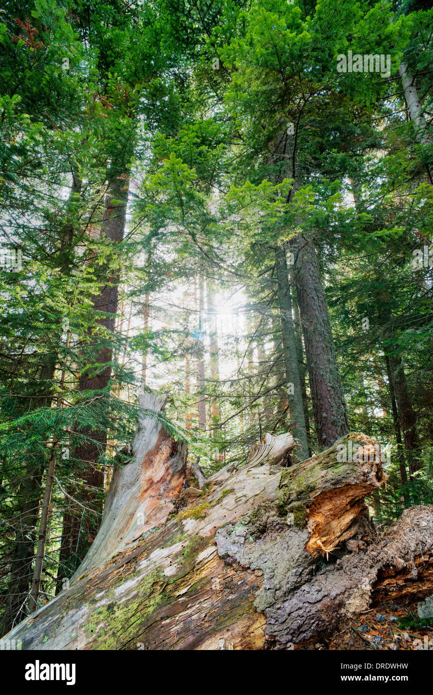 Light shining through trees hi-res stock photography and images - Alamy