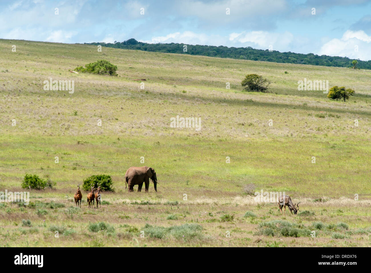 Addo Elephant Park, landscape with elephant,  Red hartebeest and Greater Kudu, Eastern Cape, South Africa Stock Photo