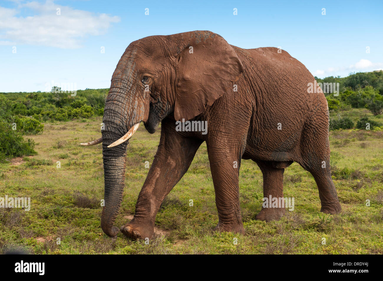 Closeup of a single elephant bull (Loxodonta africana) splashed with red mud Addo Elephant National Park, South Africa Stock Photo