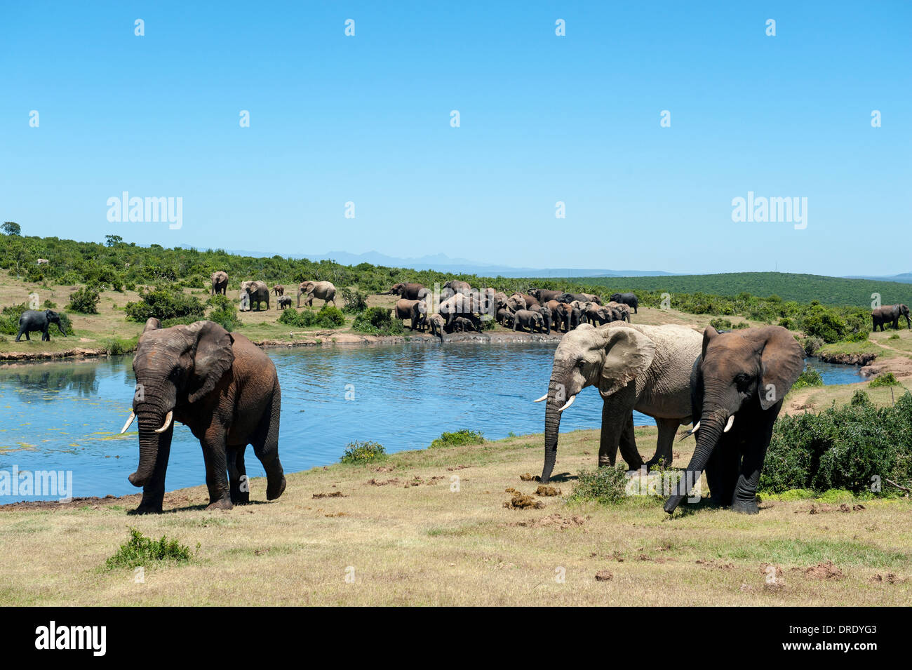 Elephants (Loxodonta africana) at Gwarrie Pan waterhole, Addo Elephant Park, Eastern Cape, South Africa Stock Photo