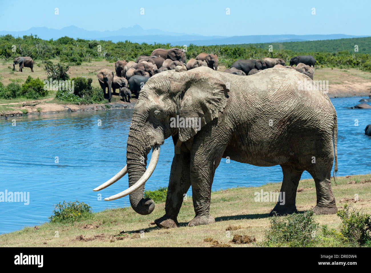 Elephant bull (Loxodonta africana) at Gwarrie Pan waterhole, Addo Elephant Park, Eastern Cape, South Africa Stock Photo