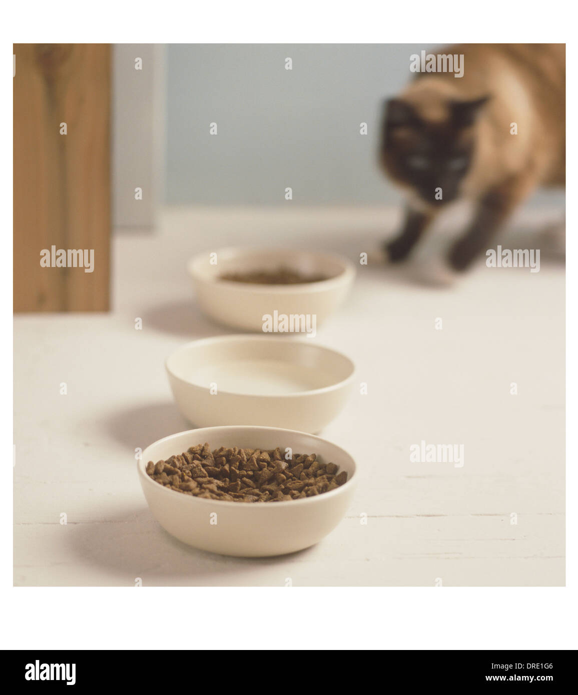 Cat getting ready to eat Stock Photo Alamy