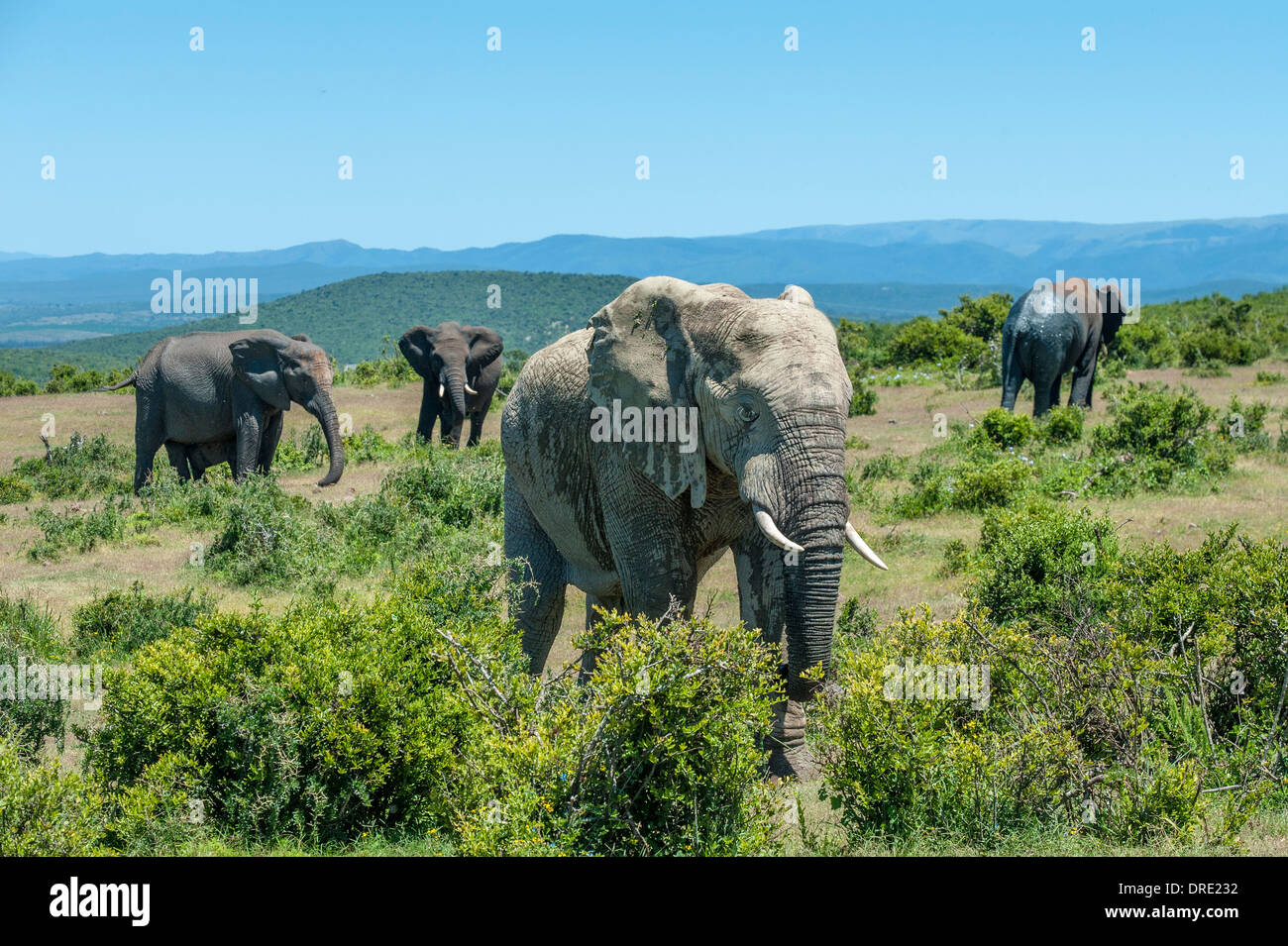 Elephants (Loxodonta africana) feeding on bushes, landscape view of Addo Elephant Park, Eastern Cape, South Africa Stock Photo