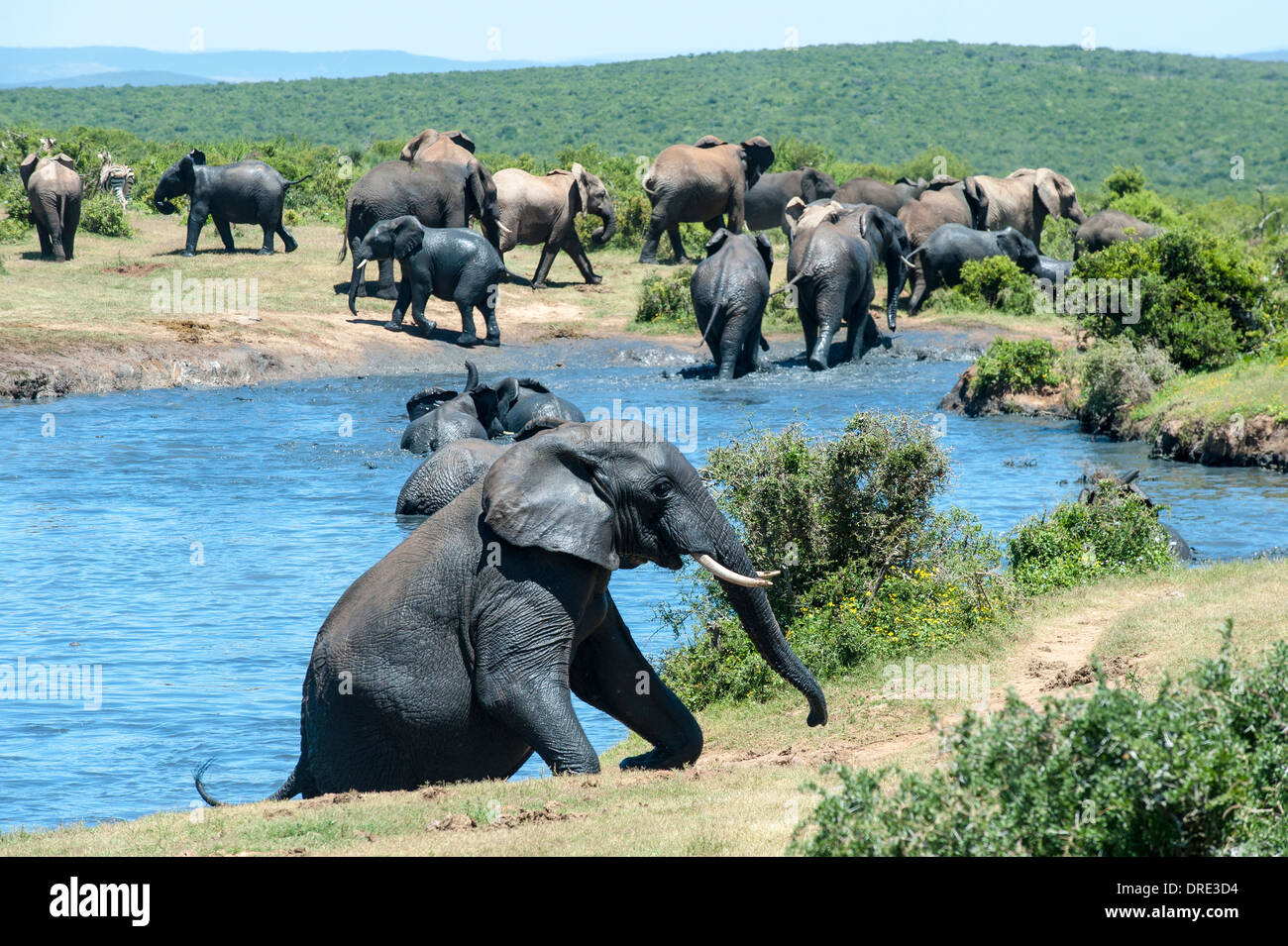 Elephants (Loxodonta africana) climbing out of the waterhole at at Gwarrie Pan, Addo Elephant Park, Eastern Cape, South Africa Stock Photo