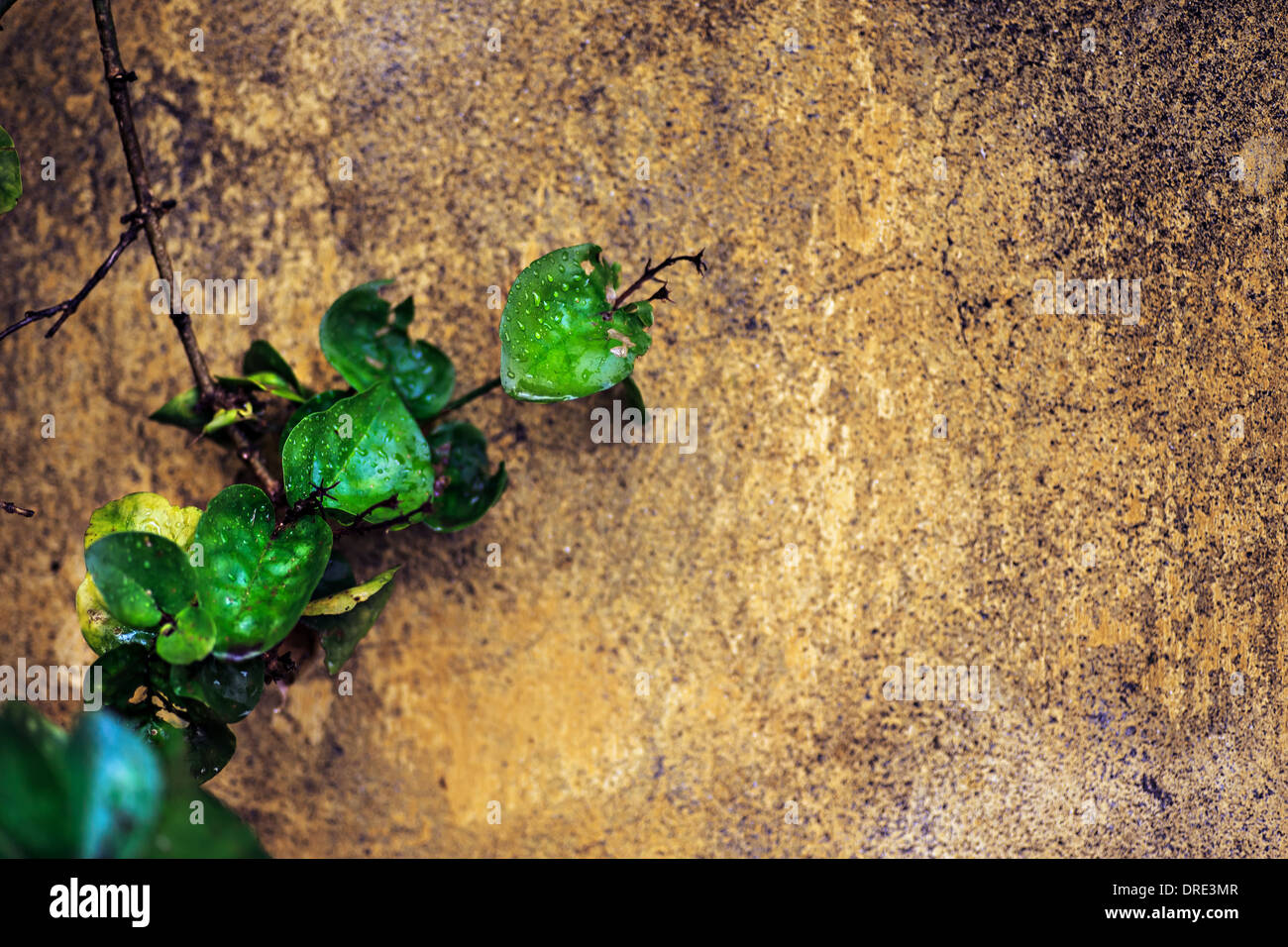 close up of a old and cracked rendered wall Stock Photo