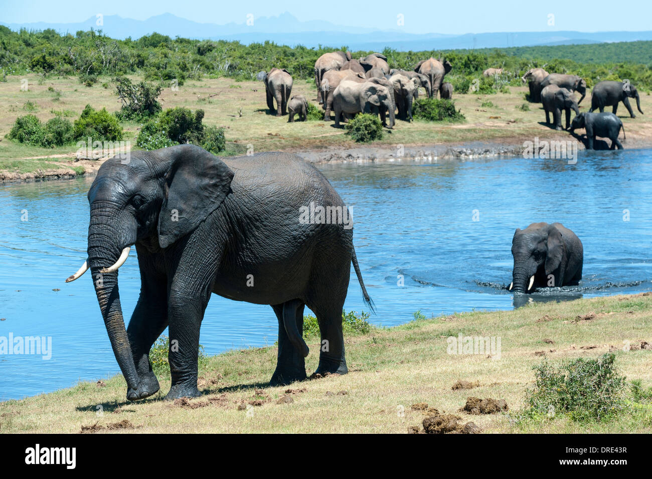 Elephants (Loxodonta africana) at Gwarrie Pan waterhole, Addo Elephant Park, Eastern Cape, South Africa Stock Photo