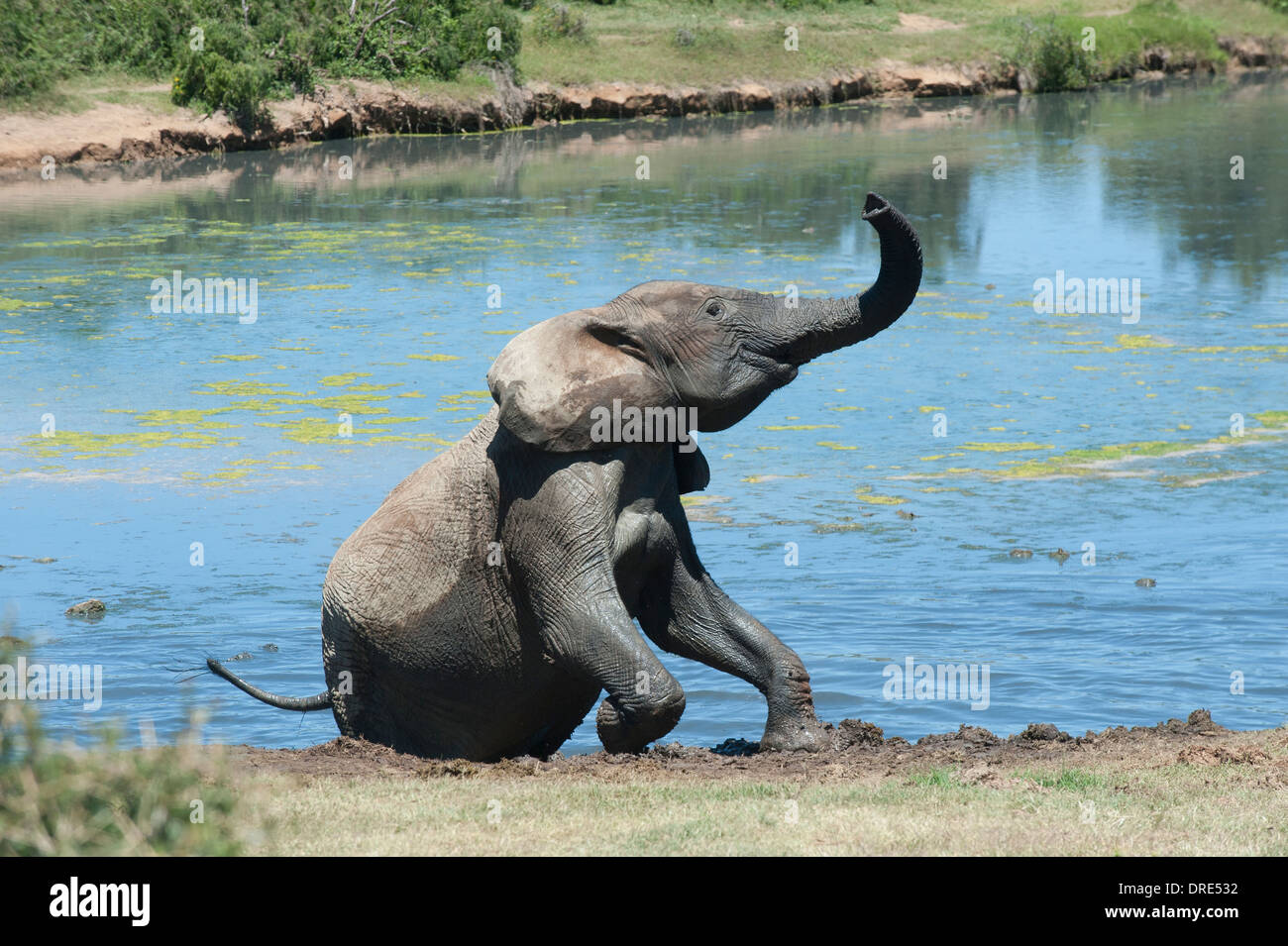 Elephant (Loxodonta africana) waving its trunk sitting in the waterhole of Gwarrie Pan, Addo Elephant Park, South Africa Stock Photo