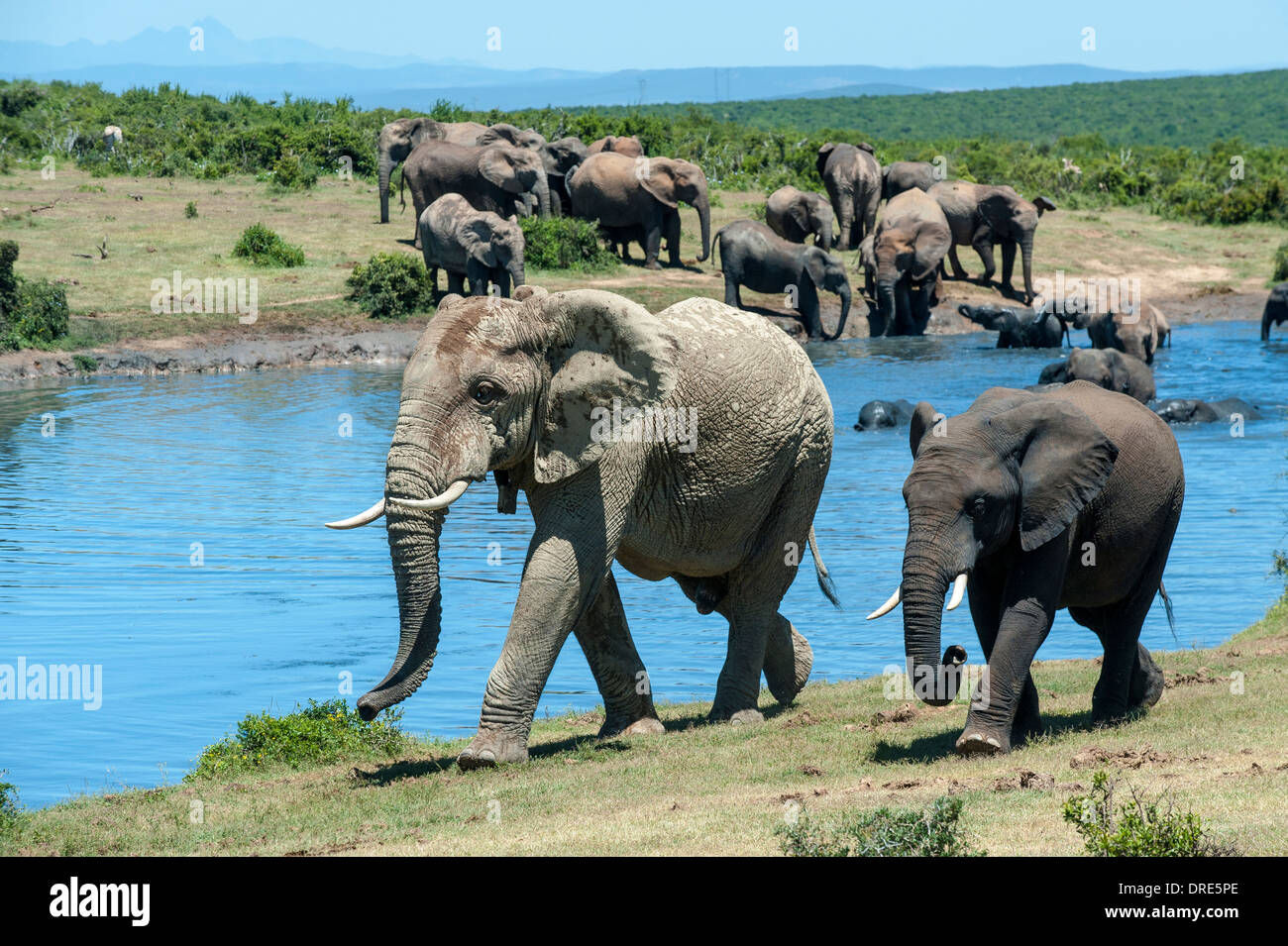 Elephants (Loxodonta africana) walking along Gwarrie Pan waterhole, Addo Elephant Park, Eastern Cape, South Africa Stock Photo