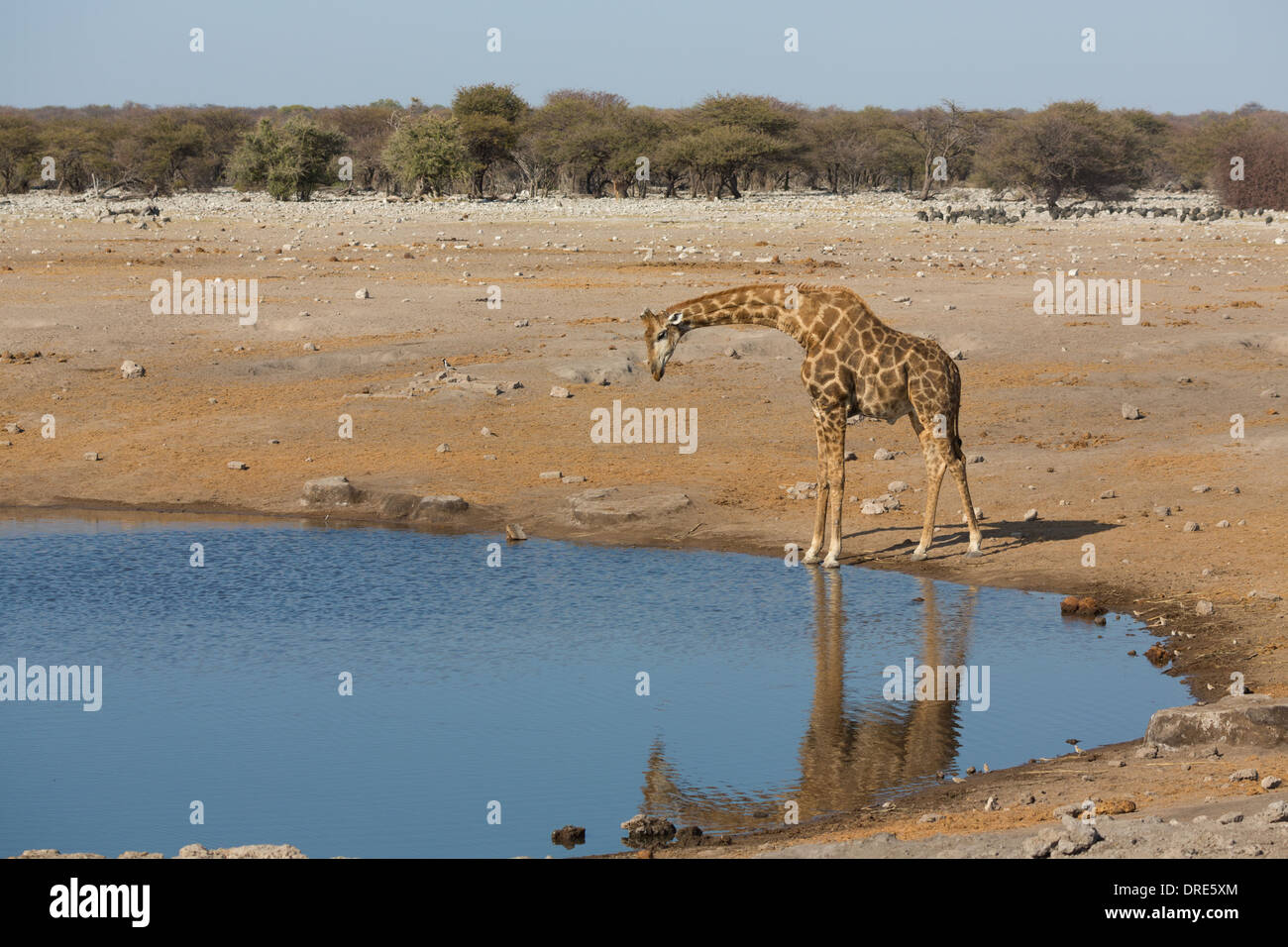 Giraffe drinking water Stock Photo