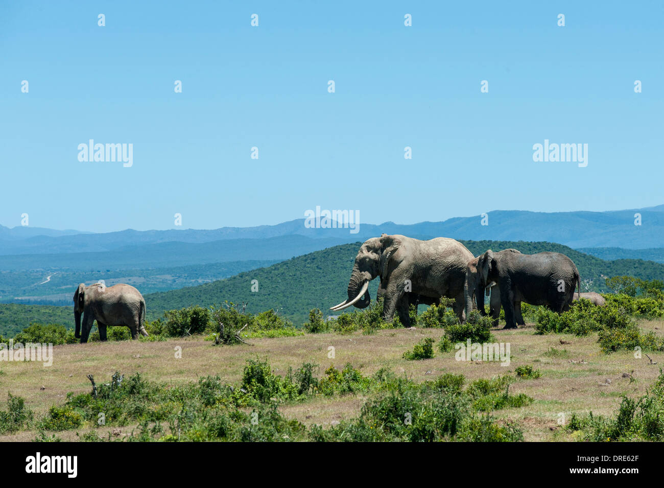 Elephants (Loxodonta africana) browsing on bushes, landscape view of Addo Elephant Park, Eastern Cape, South Africa Stock Photo