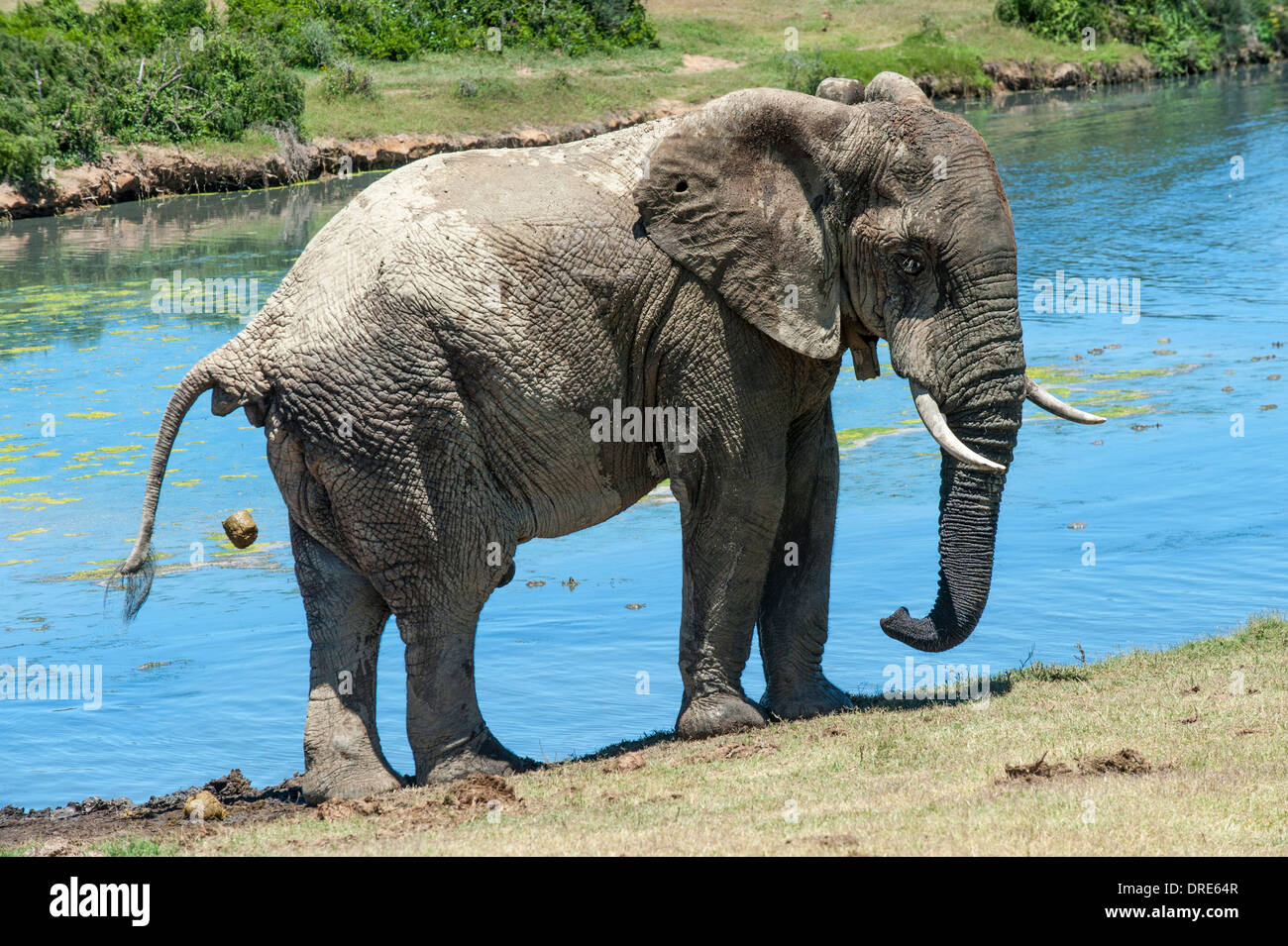 Defecating elephant (Loxodonta africana), Addo Elephant National Park, Eastern Cape, South Africa Stock Photo