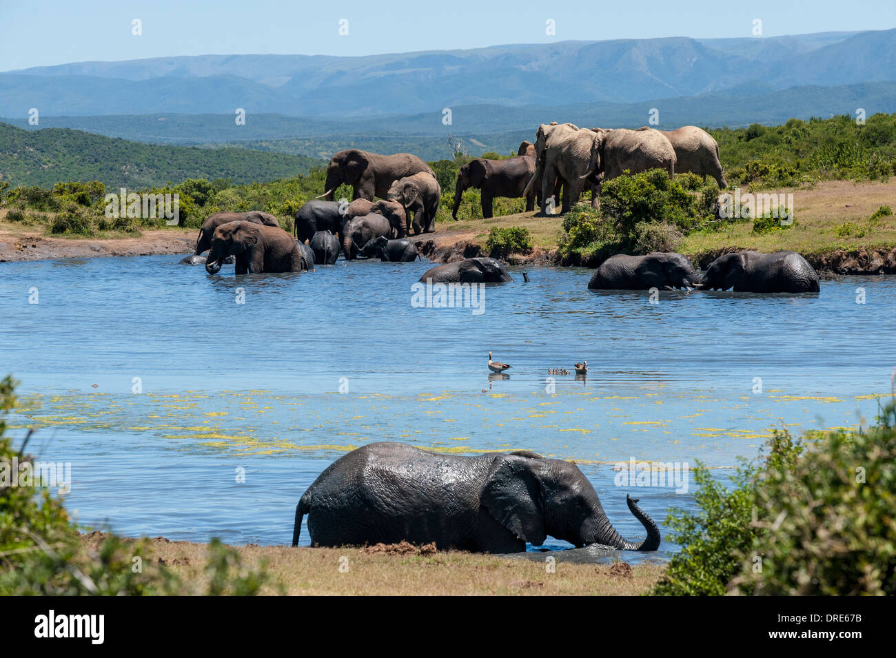 Elephants (Loxodonta africana) at Gwarrie Pan waterhole, Addo Elephant Park, Eastern Cape, South Africa Stock Photo