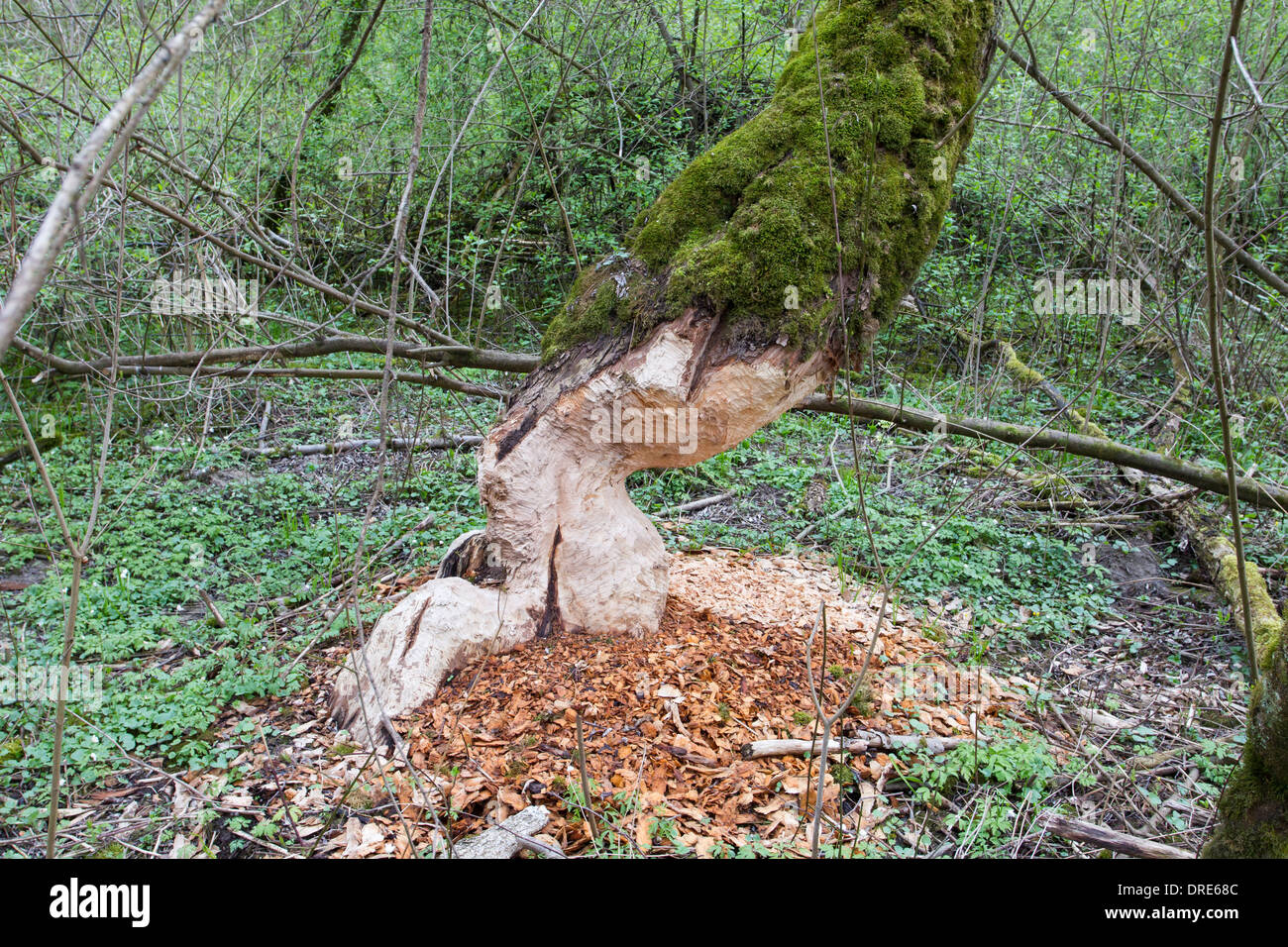 beaver beavers tree wood chips shavings Stock Photo