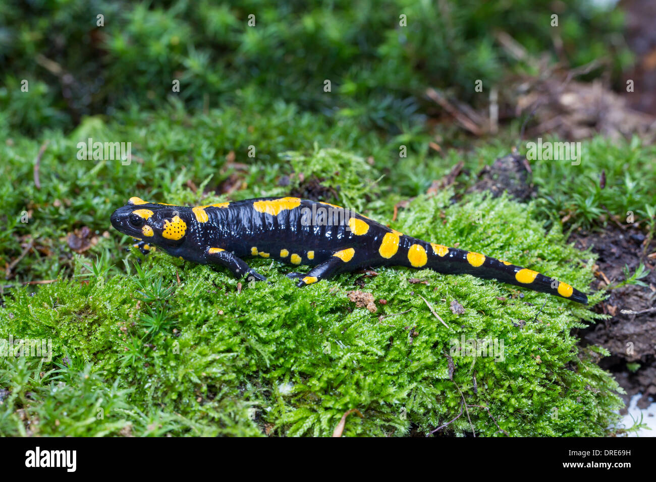Fire salamander Salamandra salamandra Feuersalamander Stock Photo Alamy