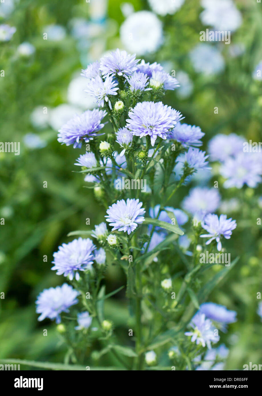 Set purple flowers hires stock photography and images Alamy