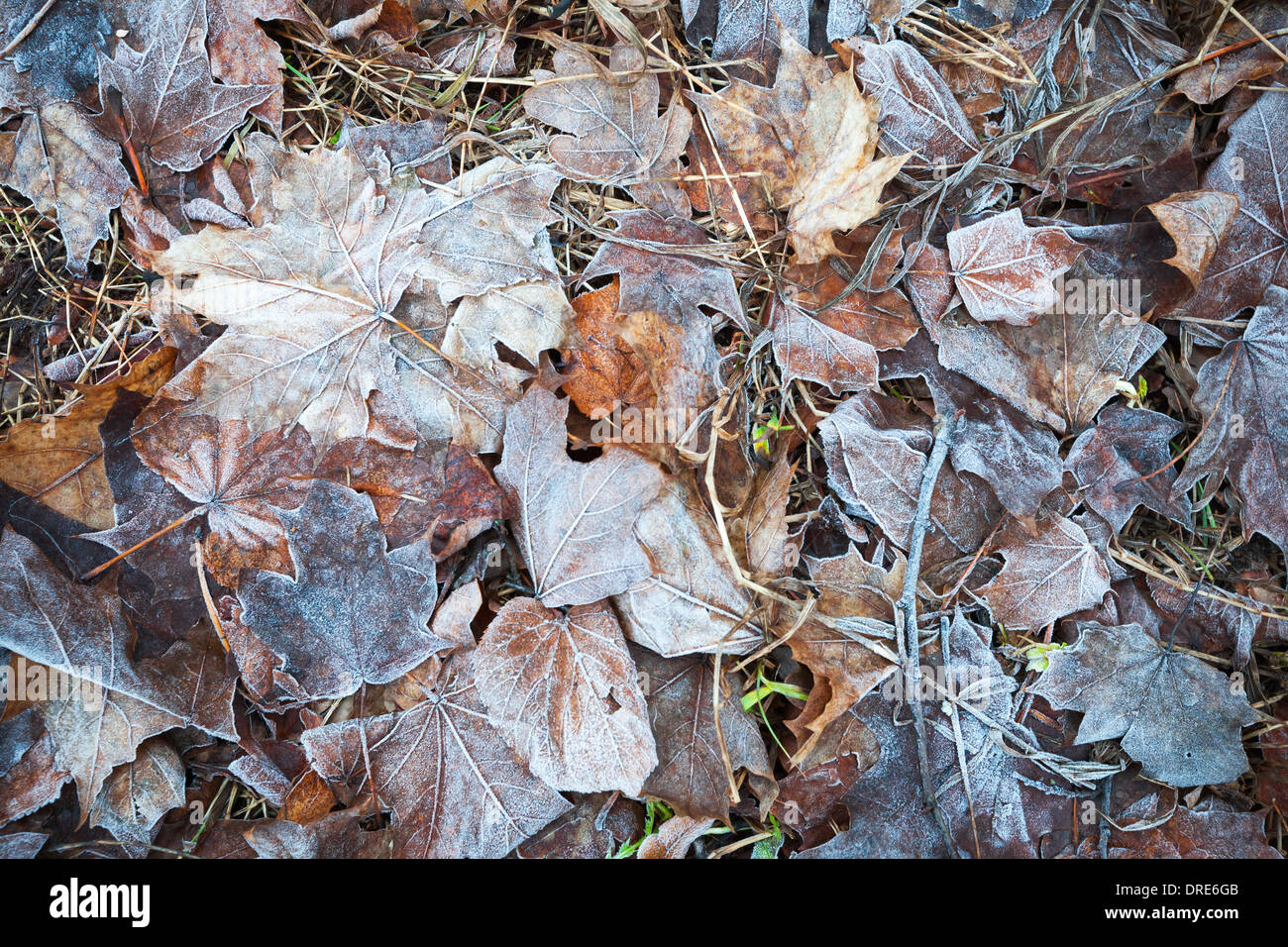 Frozen leaves lay on the ground in winter park Stock Photo