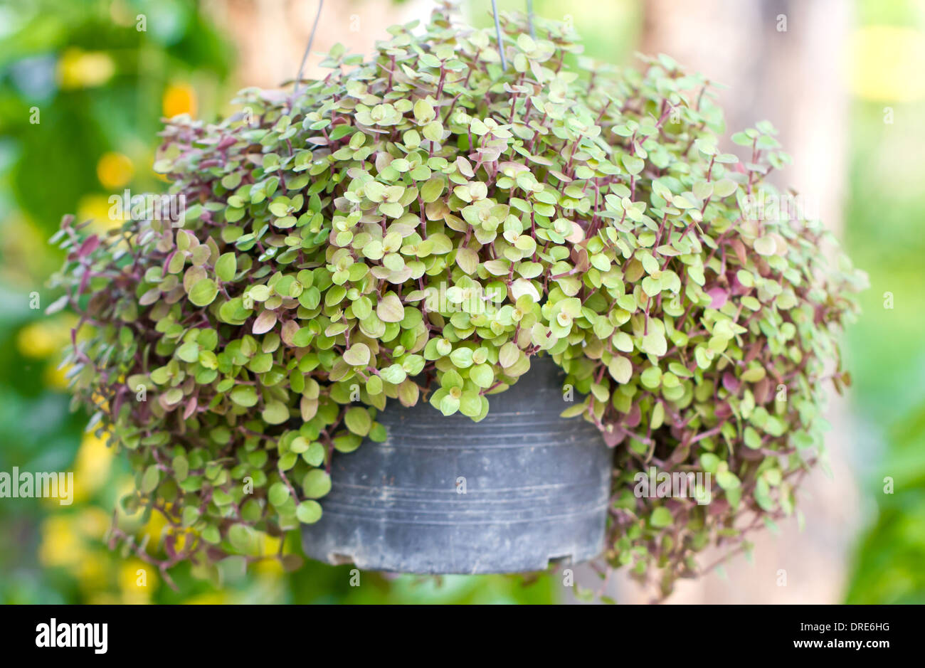 Callisia repens hi-res stock photography and images - Alamy