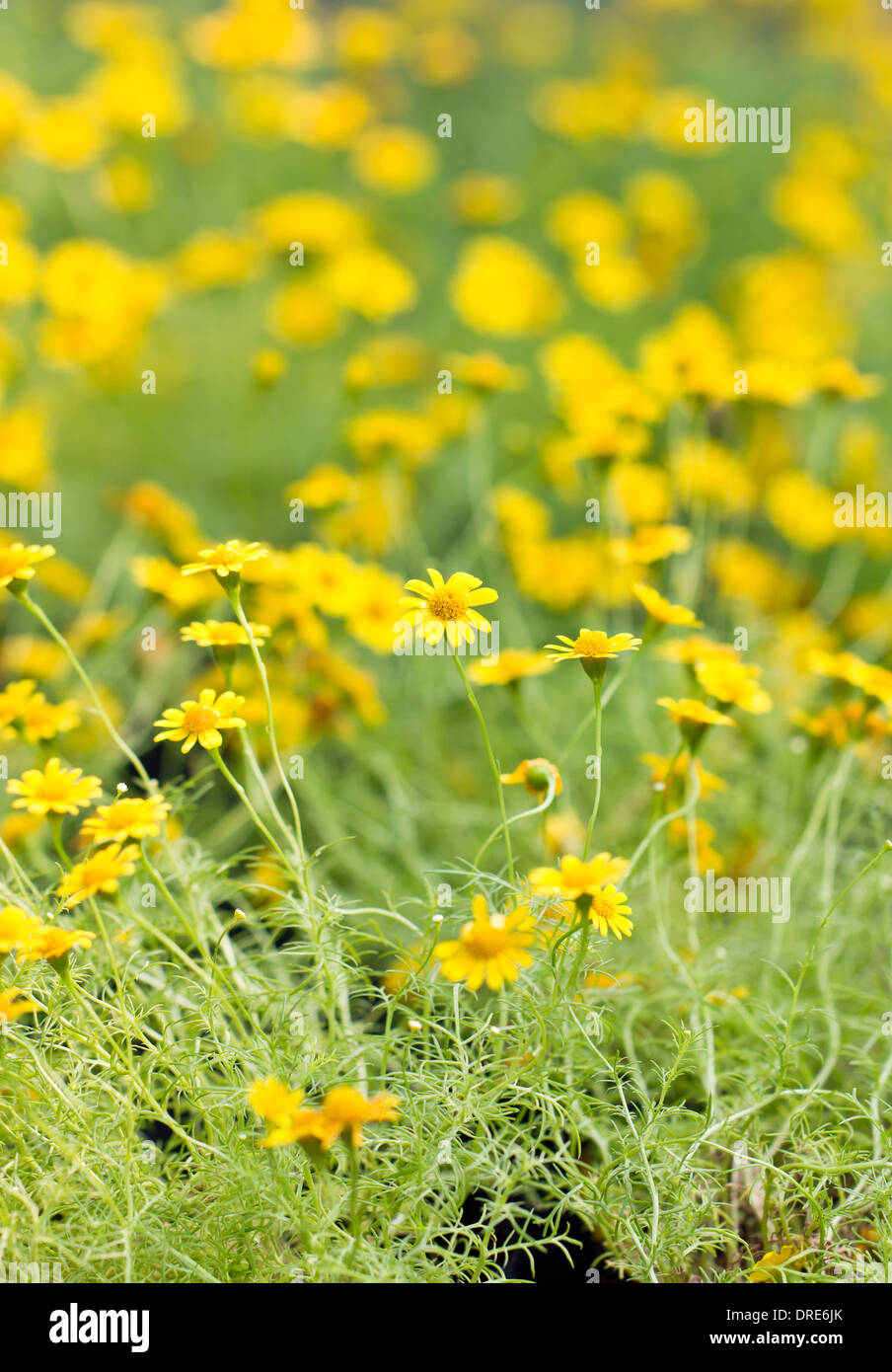 Dahlberg Daisy flowers. (Thymophylla Tenuiloba) Stock Photo