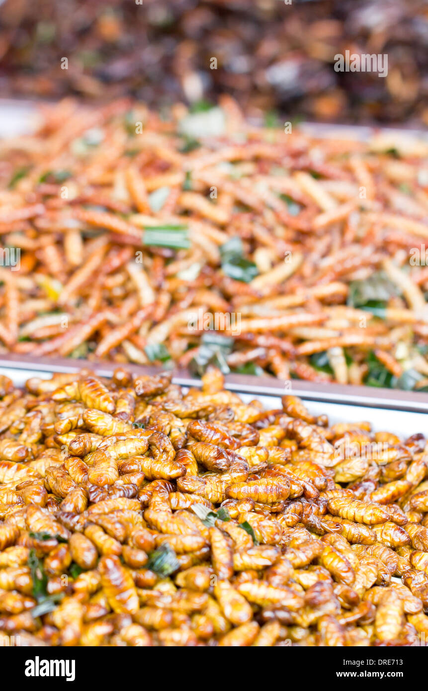 Fried silk worms. Stock Photo