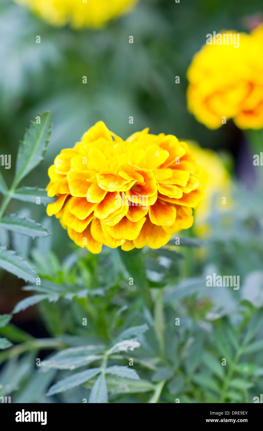 French marigold flower (Tagetes patula L.) Stock Photo