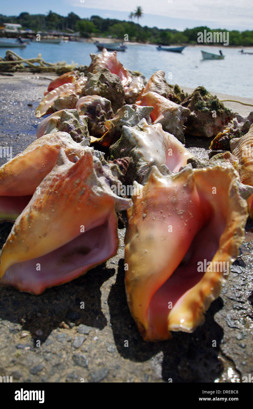 Freshly caught conches - Bucco Bay, Tobago Stock Photo