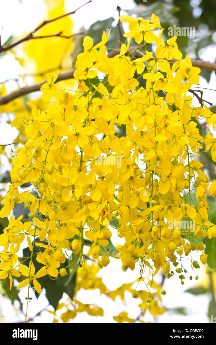 Close up of Golden Shower flowers (Scientific name : Cassia fistula.) Stock Photo