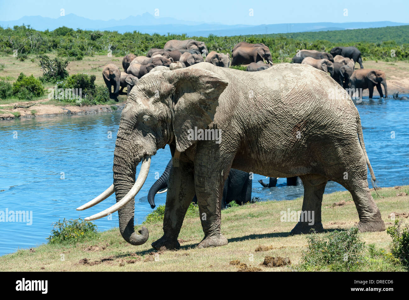 Elephant bull (Loxodonta africana) with long tusks at a waterhole in Addo Elephant Park, Eastern Cape, South Africa Stock Photo