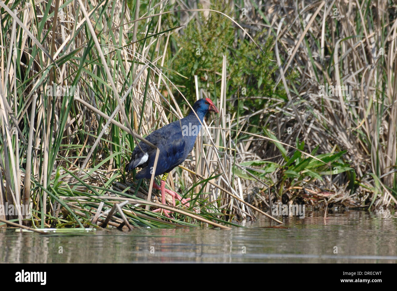 Purple swamphen (Porphyrio porphyrio) in the swamp of the Simeto river, with a yellow ring Stock Photo