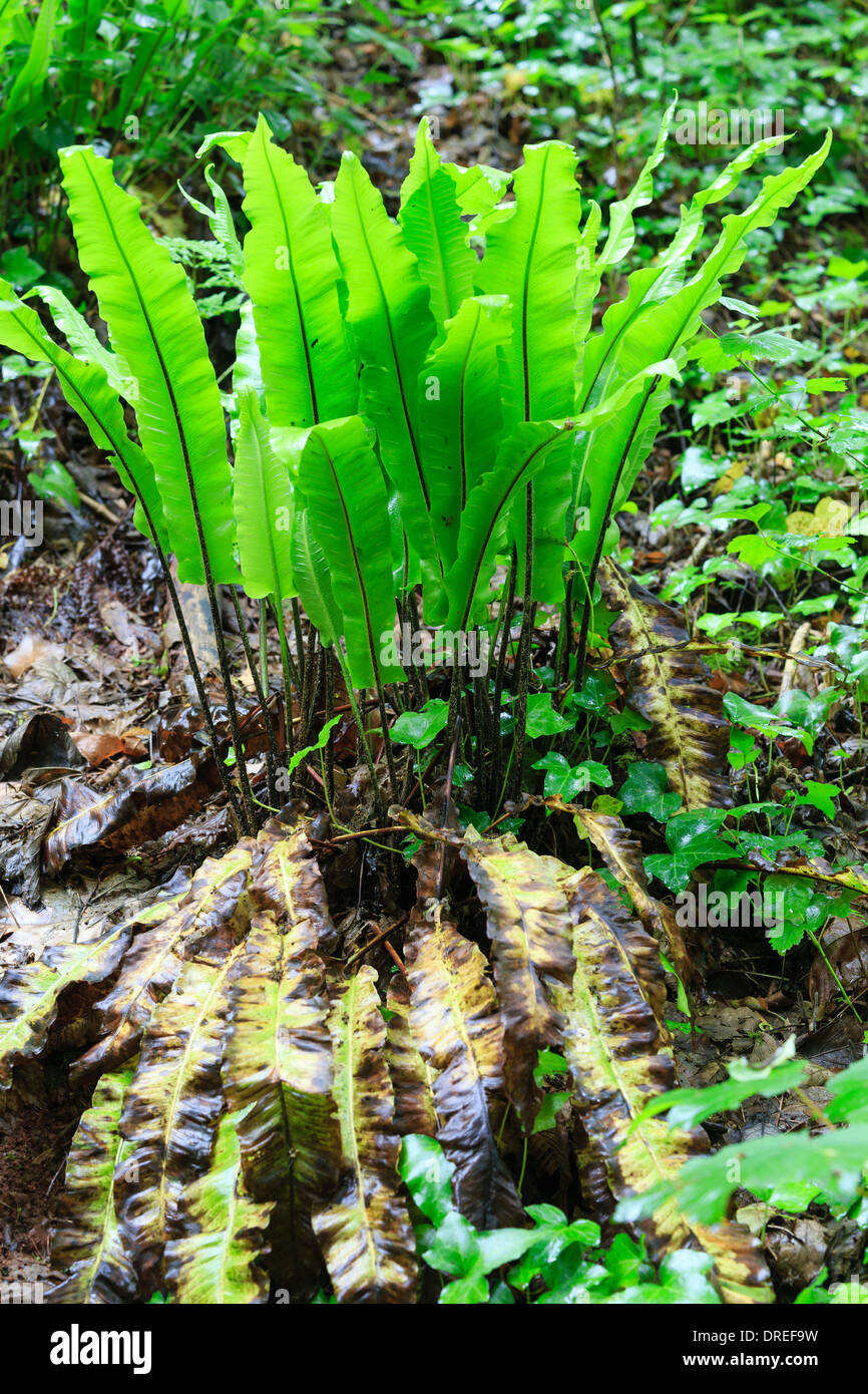 Hart's-tongue fern, Asplenium scolopendrium (France, Normandy, Soumont-Saint-Quentin forest) // Fougère scolopendre, France Stock Photo