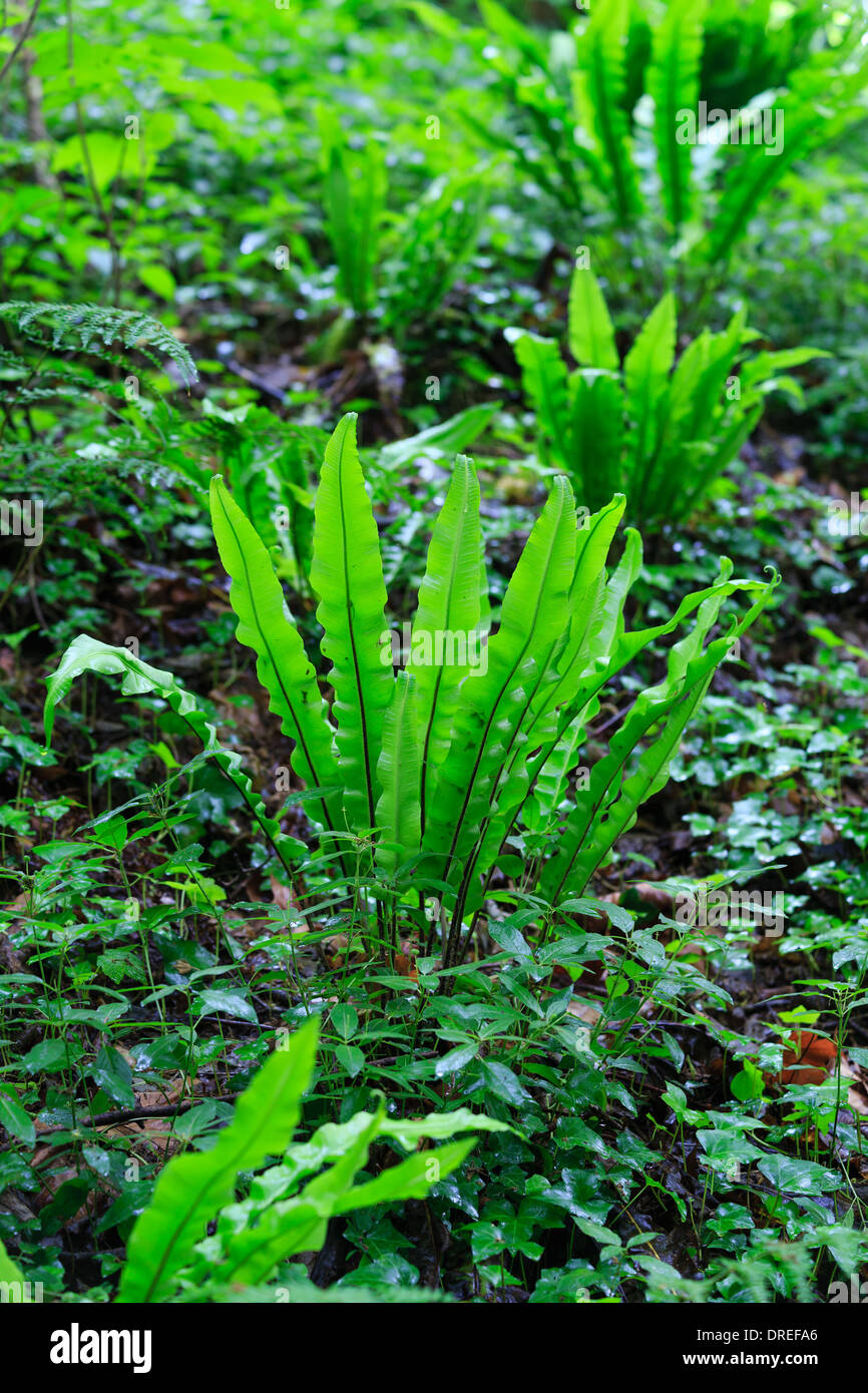 Hart's-tongue fern, Asplenium scolopendrium (France, Normandy, Soumont-Saint-Quentin forest) // Fougère scolopendre, France Stock Photo
