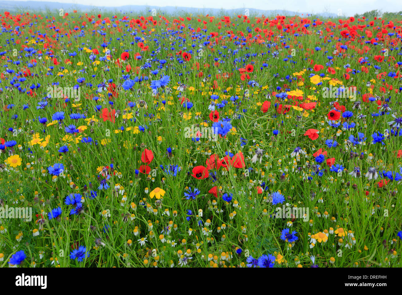 Rapeseed field invaded by arable weeds, cornflower, poppies, chamomile (white) and Corn Marigold (yellow), France, Calvados Stock Photo