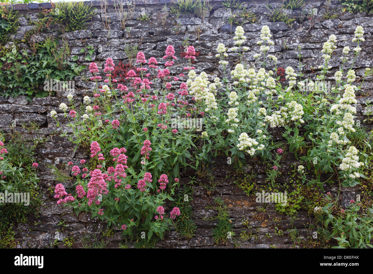 Centranthus ruber, also called valerian or red valerian in a wall (France, Calvados, Clécy) // valériane pourpre dans un mur Stock Photo