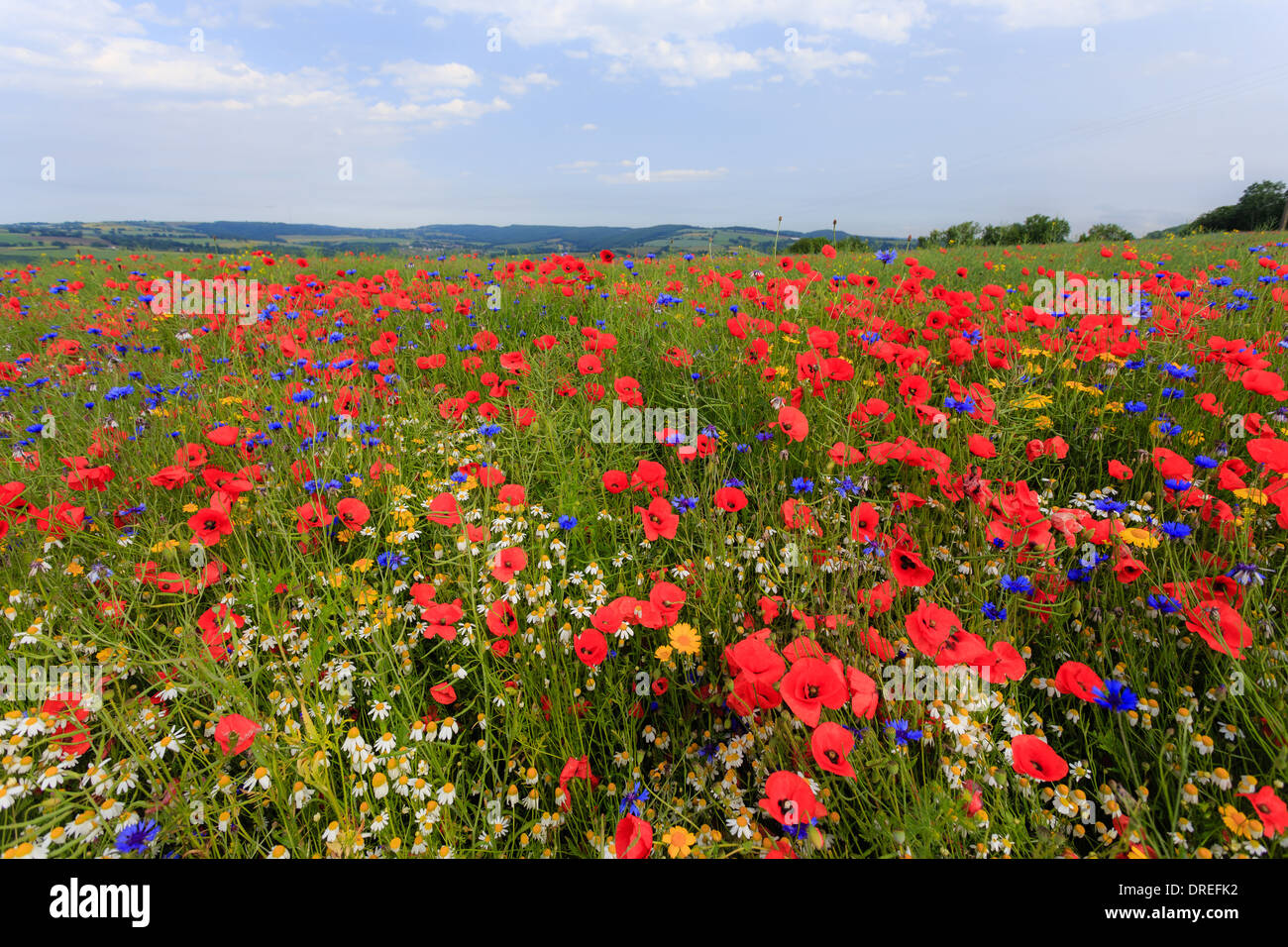 Rapeseed field invaded by arable weeds, cornflower, poppies, chamomile (white) and Corn Marigold (yellow), France, Calvados Stock Photo