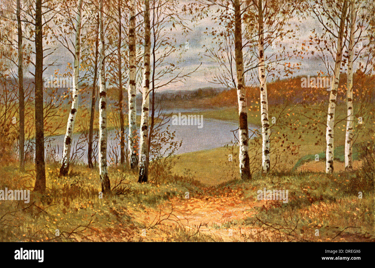 Autumn scene in Russia, with silver birches Stock Photo
